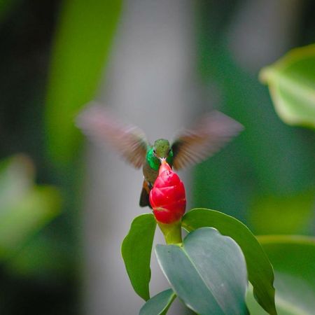 ボカス・タウン Panama'S Paradise Saigoncitoアパートホテル エクステリア 写真