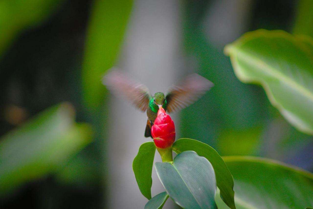 ボカス・タウン Panama'S Paradise Saigoncitoアパートホテル エクステリア 写真