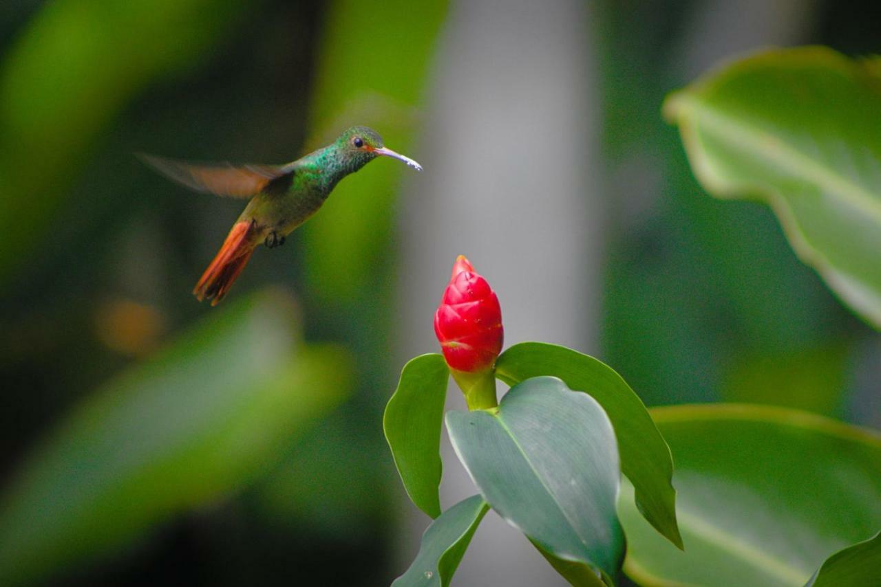 ボカス・タウン Panama'S Paradise Saigoncitoアパートホテル エクステリア 写真